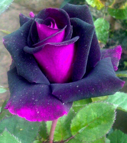 Multi coloured rose - coloured, seeds