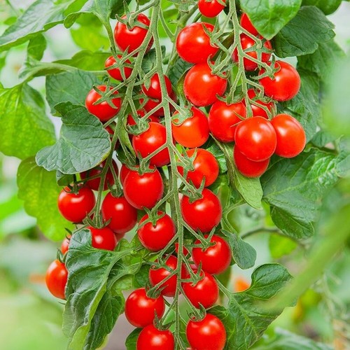 Piccolo red cherry tomato - cherry,