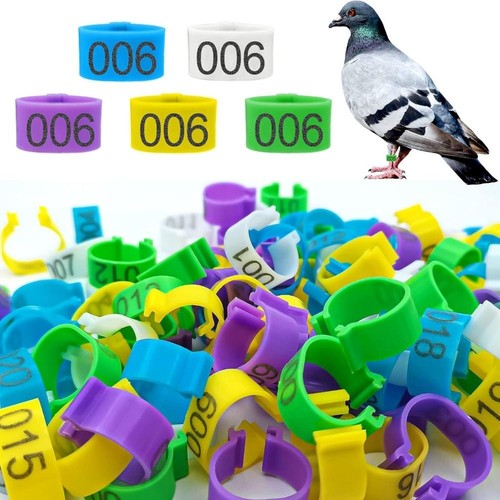 100 pcs poultry - pcs, bands