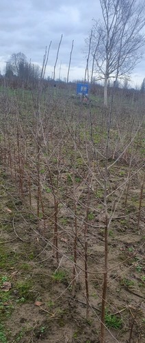 Jacquemontii himalayan birch - 5,