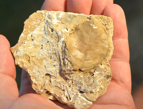 Amazing rare fossil - amazing, &