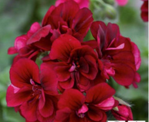 Trailing geranium ivy leaf - geranium,