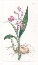 1808 CURTIS Botanical CYMBIDIUM HYACINTHINUM Orchid (CB8/90)