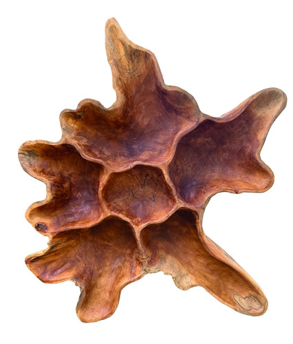 Teak root wall - root,