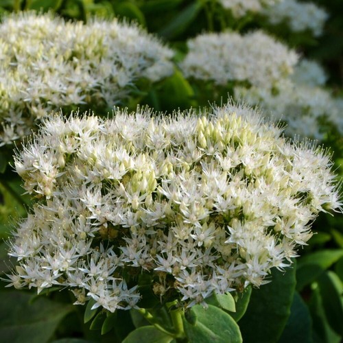 Hylotelephium spectabile