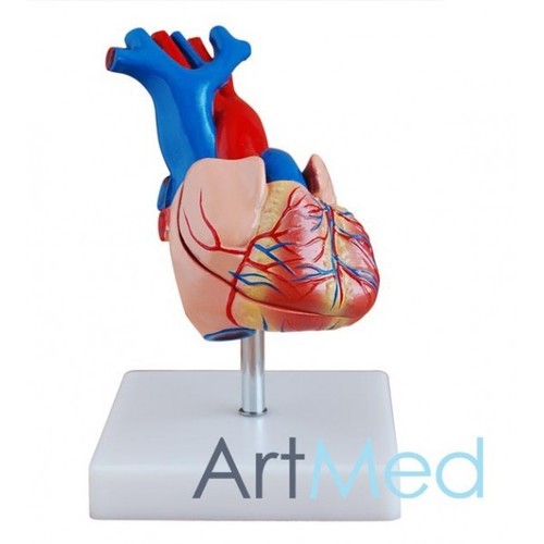 Life size heart educational - heart,