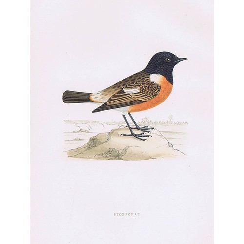 Birds stonechat hand - stonechat,