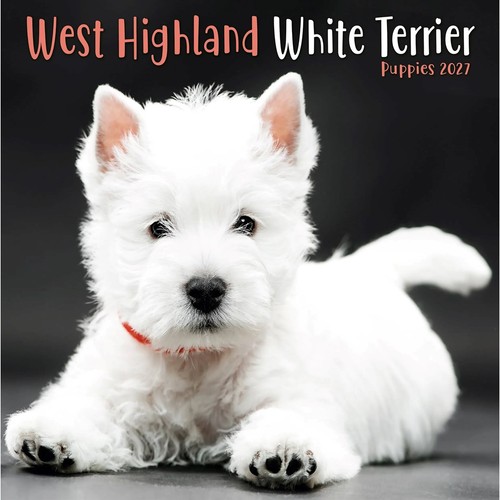 West highland white - highland,
