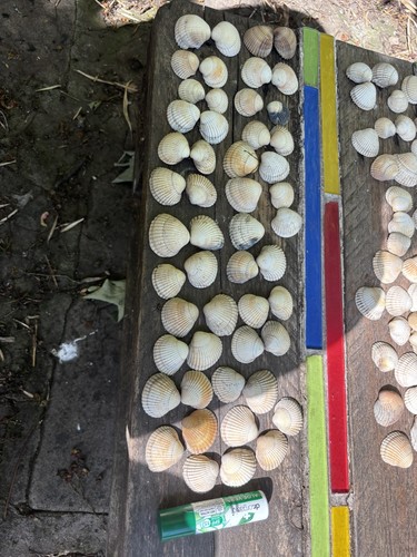 Prickly cockle shells - prickly,