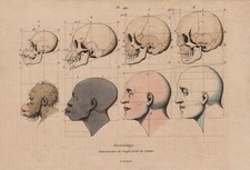 PHRENOLOGY. Petrus Camper's