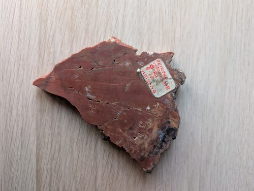 Petrified wood slice - petrified, arizona