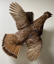 Ruffed Grouse Flying on Bark -