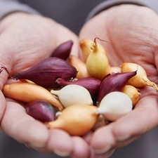 Shallot Sets 250g/500g/1kg -