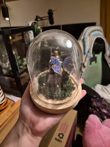 Butterfly crystal dome - butterfly,