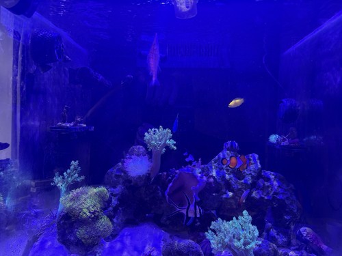 Red sea 200 aquarium with - red, l