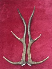 PAIR OF RED DEER ANTLERS 436g