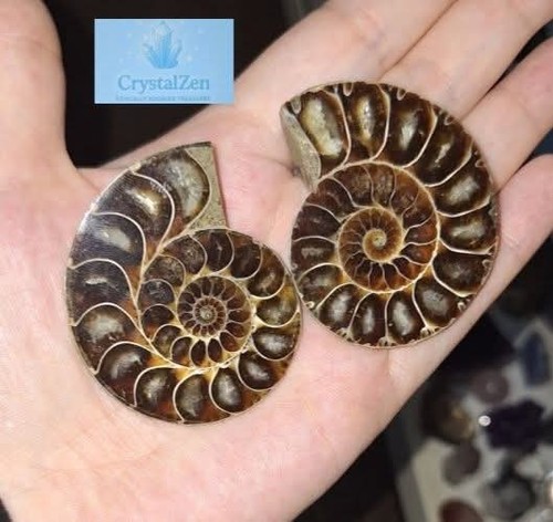 Ammonite fossil pair - ammonite,