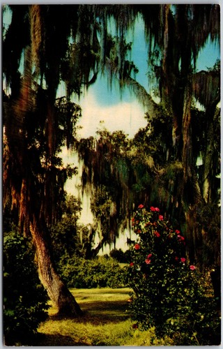Live oaks and camellias - live,