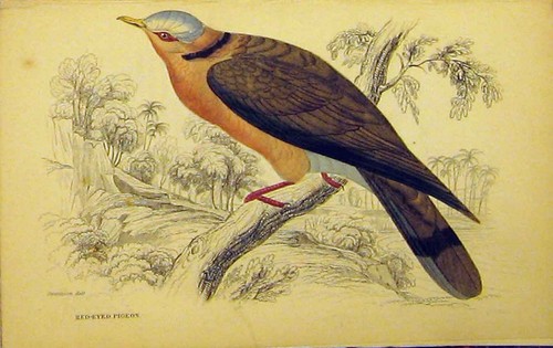 Original old antique print - antique,