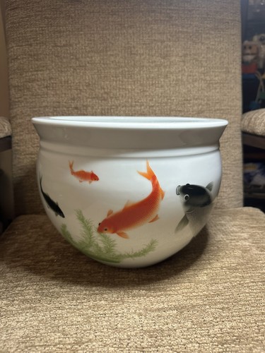 Stunning very rare goldfish - very,