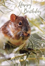 FIELD MOUSE WITH A NUT