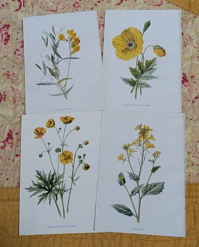 Antique botanical wild flower - wild,