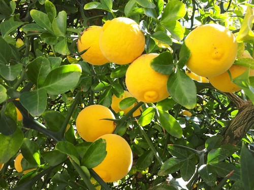 Citrus trifoliata hardy - citrus, trifoliata,