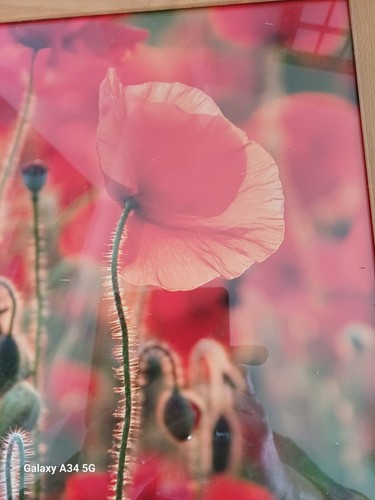 Poppy print wall art framed - print,