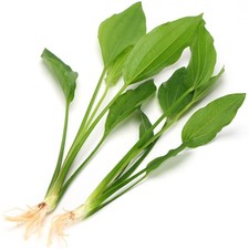 2x Large Echinodorus Argentinensis Live Aquarium Plants Amazon Sword K2AQUA