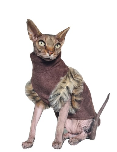 Adult brown cat - ,