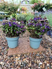 2 x 2L Purple Flowering Hebe Shrub | 2 pack | Evergreen Shrub | pollinator