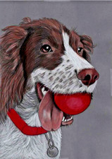 Youthful English Springer spaniel dog Original colour pencil artwork picture