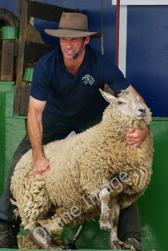 Photo 12x8 the sheep show - the,