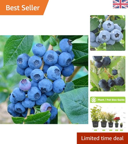 Deciduous blueberry plant - deciduous,