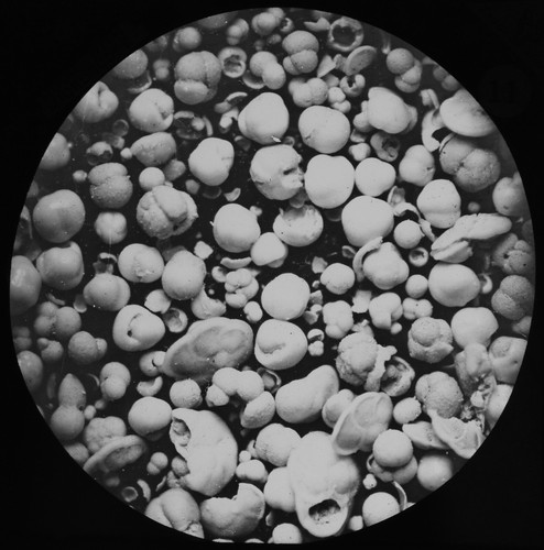 Foraminifera 2150 fathoms - at,