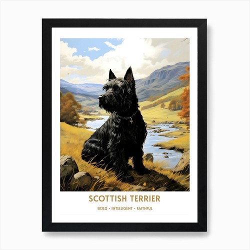 Scottish terrier dog breed - (dog,