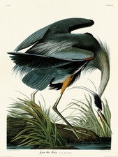 John James Audubon - Great