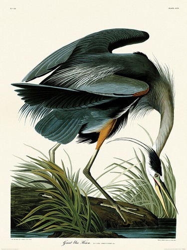 John james audubon great - audubon,