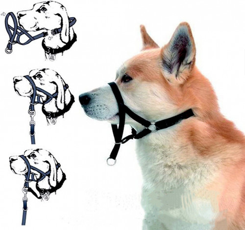 Dog puppy training halter - training, no