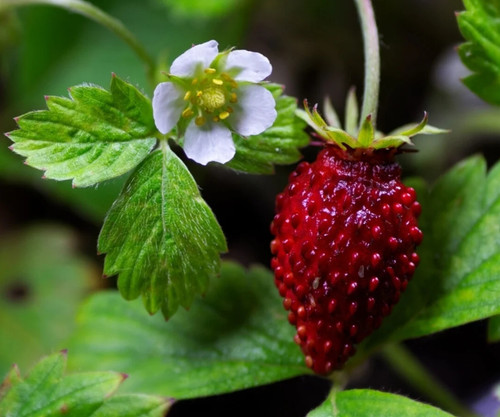 Strawberry alpine regina seeds - strawberry,