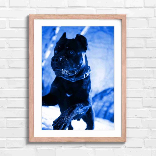 Cane corso dog snow - dog, in