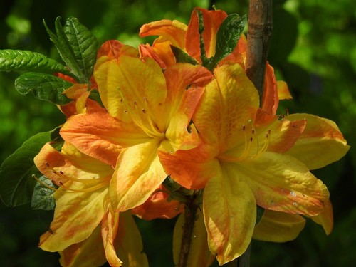 Azalea klondyke scented - 'klondyke',,