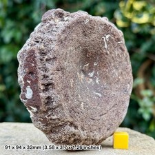 Rare ichthyosaur vertebra bone