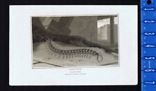 Tanzanian Centipede, Scolopendra morsitans, W. Daniell, 1807, Aquatint Engraving
