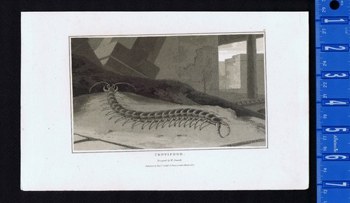 Tanzanian centipede - tanzanian,