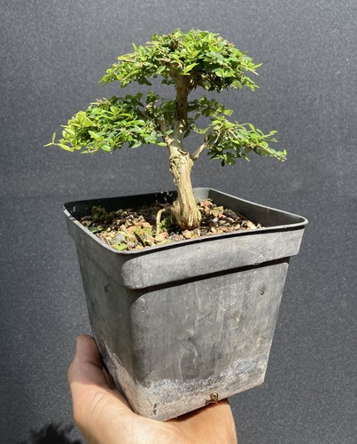 Lonicera nitida bonsai tree - lonicera,
