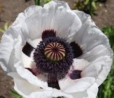 Papaver Wedding Day in 1 ltr