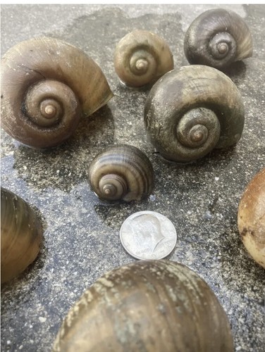 Florida apple snail shells - apple,
