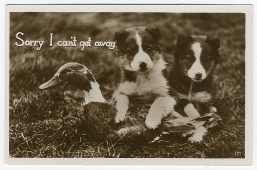 Border collie pups and - and, duck