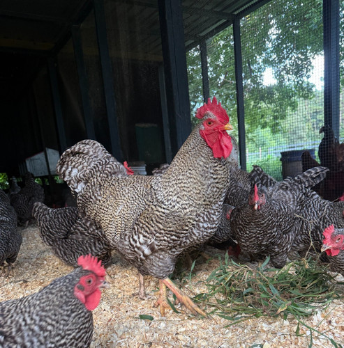Pure barred rock hatching eggs - pure,